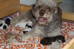 Der Lagotto Romagnolo